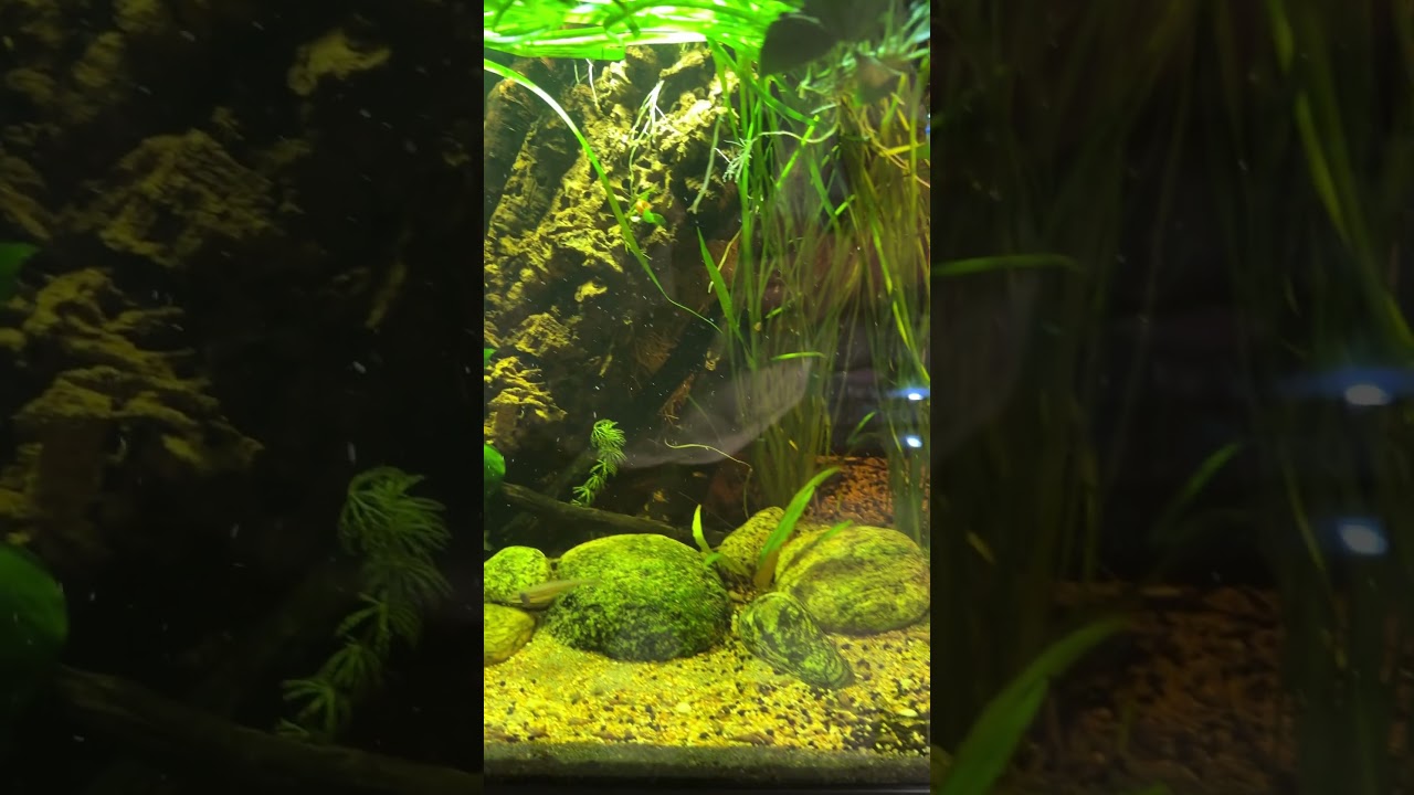 Crosomus & tanichthys in natural aquarium 🍂🌿 