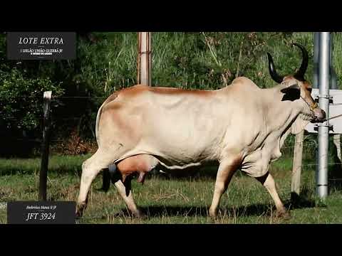 Lote Extra: Embriões Pacote 1 - Mana II JF