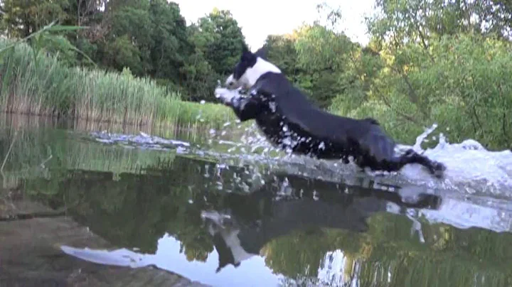 Return of the Waldo a Boston Terrier Diving after ...