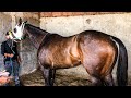 350 Varas De Puro Poder | El Pariente Vs El Capricho, Carril 2000 Durango Mex.