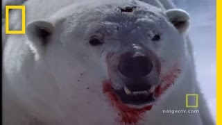 The Egg Thief | National Geographic