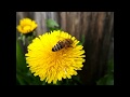 Пчела собирает нектар/пыльцу