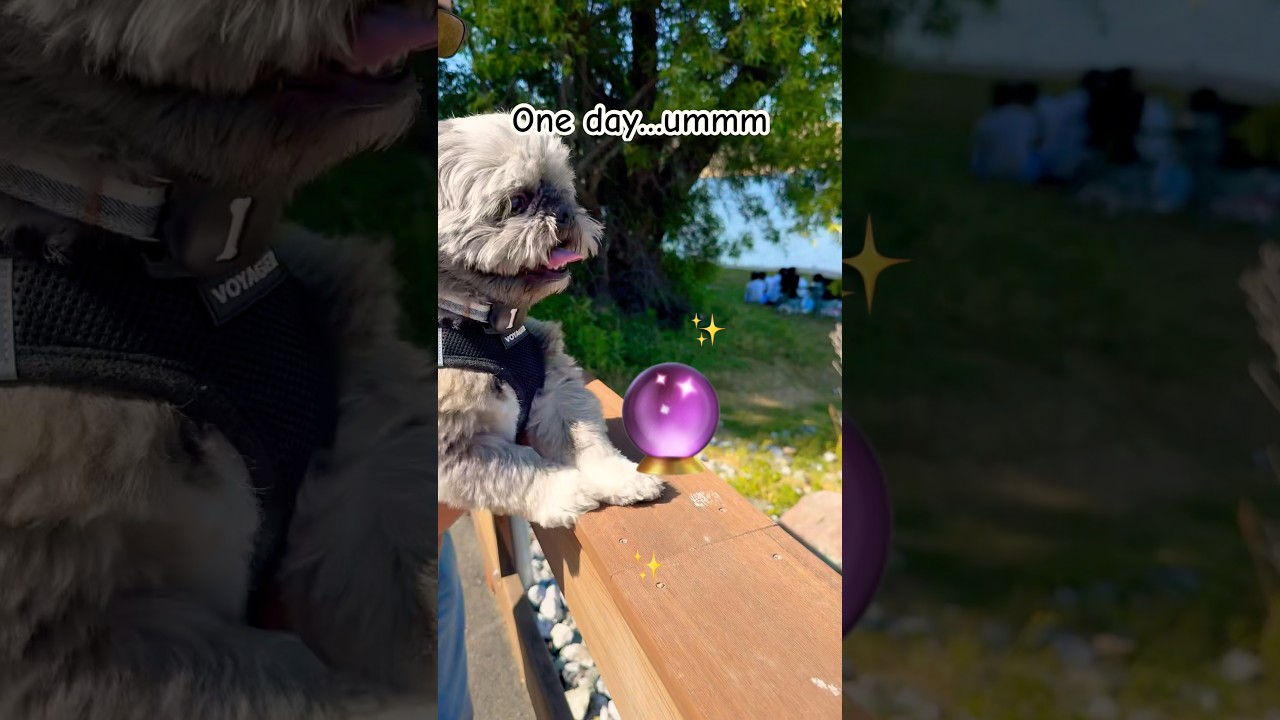 Predicting the future ✨  