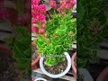 Save Your Kalanchoe - Eliminate Insect Infestations with Bai Cho Spray