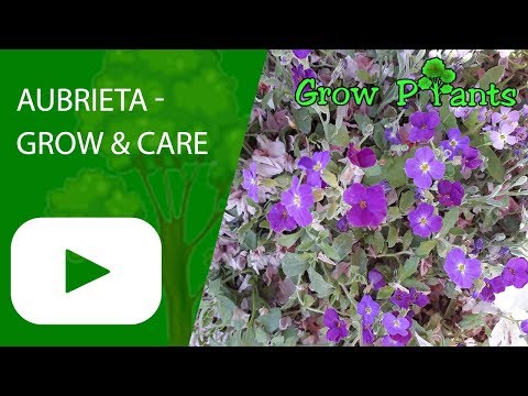 Video: Care Of Aubrieta Groundcover: What Are Aubrieta growing Conditions