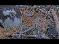 Fledgling Starling Interrupts Incubation On Hellgate Osprey Cam | May 20, 2026