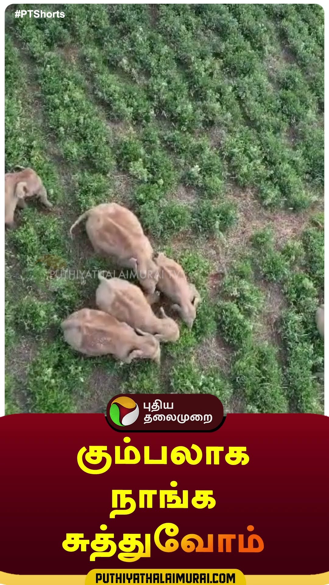 கும்பலாக நாங்க சுத்துவோம் | #shorts | #elephant | #nilgiri