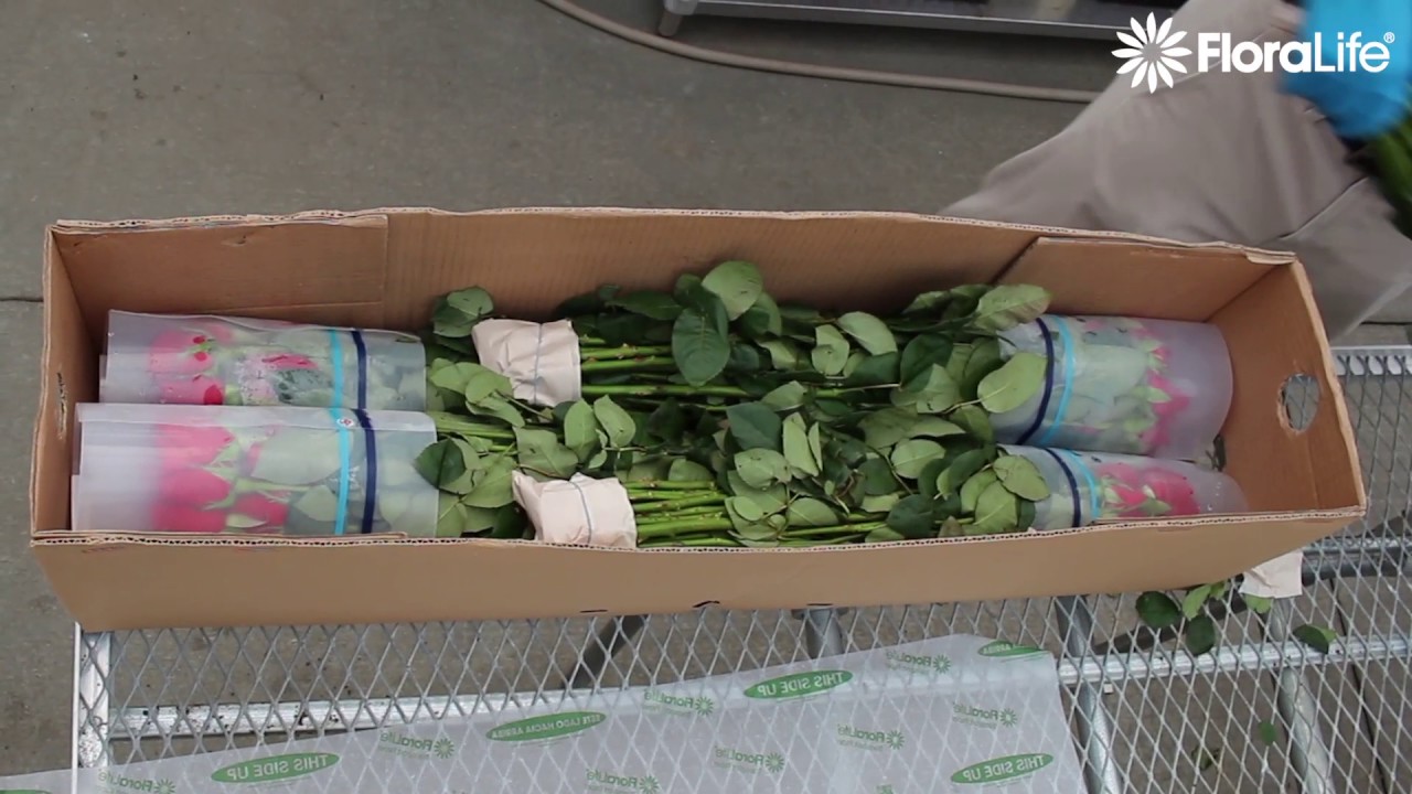 Floralife Transport Paper In A Fresh Cut Flower Box YouTube floralife-transport-paper-in-a-fresh-cut-flower-box-youtube