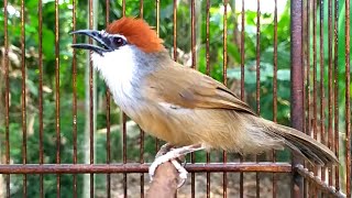 Burung KASO KASO Gacor‼️Untuk Pancing Bunyi