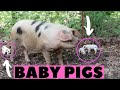 Baby PIGS Born On The Farm