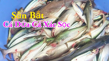 Săn Bắt Cá Dứa Cá Hú Cá Xác Sọc Câu Mồi Độc Lạ Nhất Miền Tây Sông Nước / Kiềm Rapper