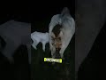 Vaquero nocturnos #viralvideo