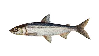 Ряпушки – название некоторых видов рыб рода сиги семейства лососевых