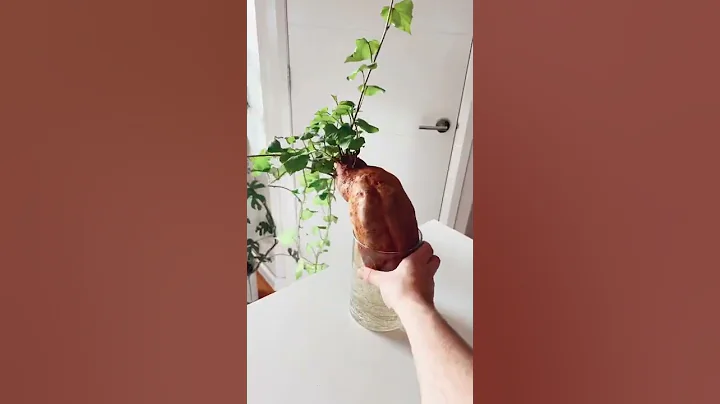 DIY houseplant! 🍠🪴 - DayDayNews