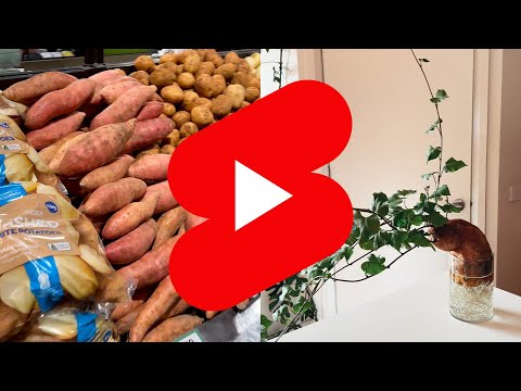 Video: Aardappelplant Kamerplant – Een aardappelplant binnen in een pot kweken