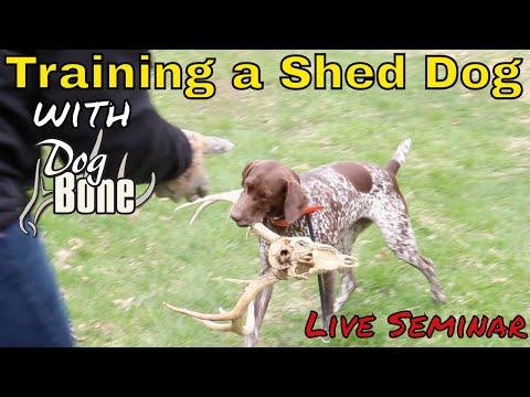 antler-hunting-dogs-training:-live-seminar