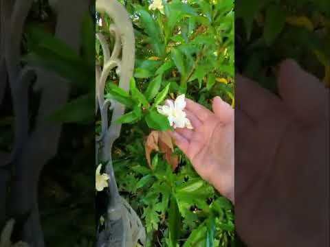 Video: Gardenia-stingels en kanker - Hoe om kanker en galle op Gardenia-stingels te bestuur