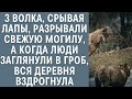 3 волка, срывая лапы, разрывали свежую могилу, а когда люди заглянули в гроб, вся деревня вздрогнула