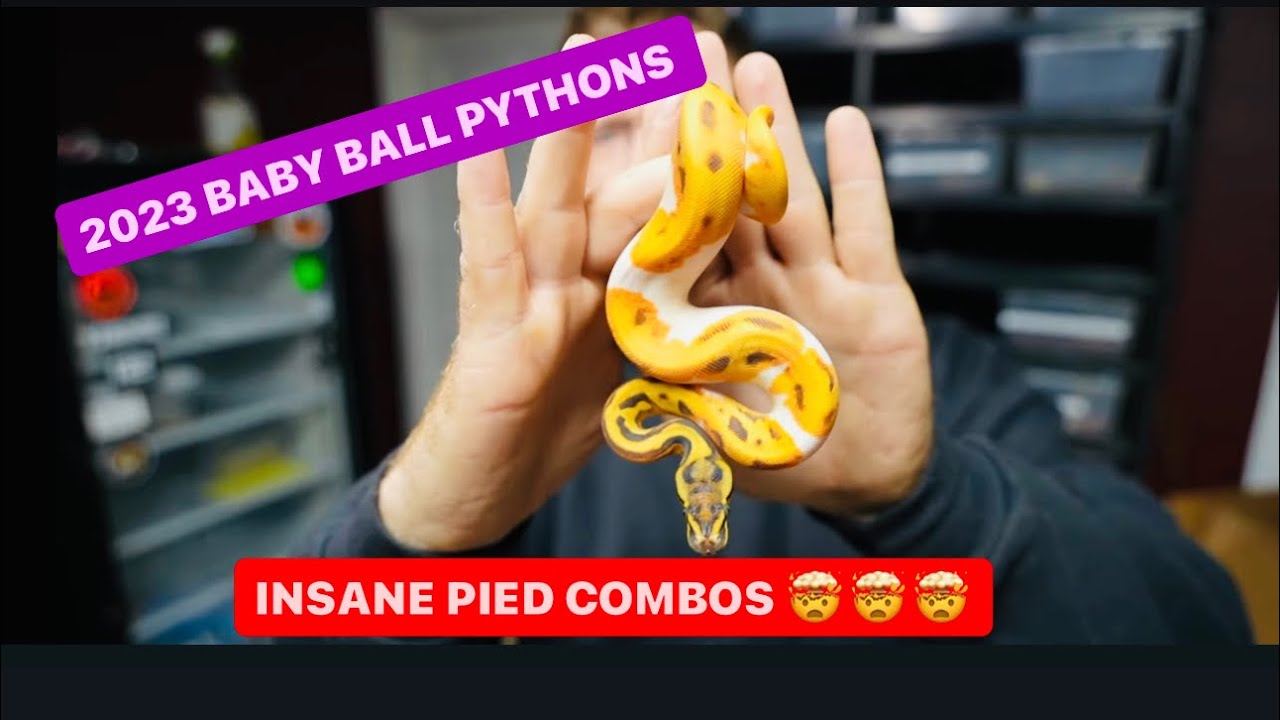 ANACONDA EATS BIG RABBIT - 2023 Ball Python UPDATE - AMAZING NEW BABY ...