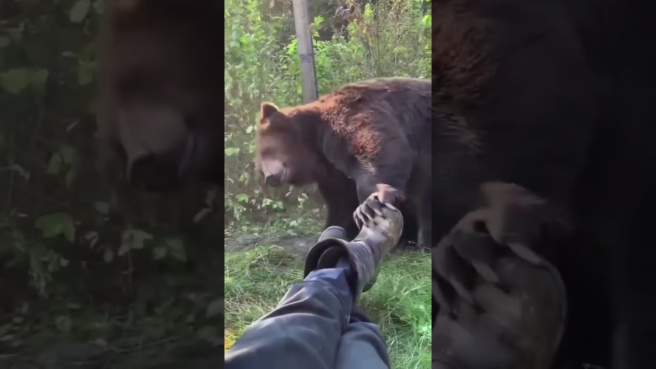 Man Plays Dead As Brown Bear Approaches Him