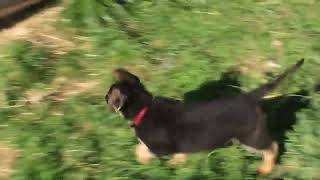 German Shepherd Puppies For Sale
