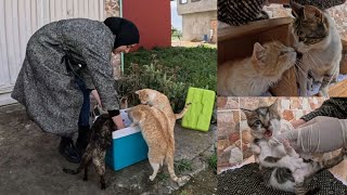 A couple tries to save all their city's cats so they don't become blind. by Feeding Street Cats 12,555 views 1 month ago 12 minutes, 6 seconds