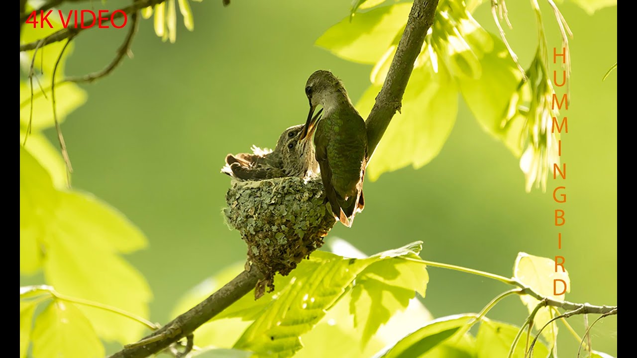 Hummingbird Documentary Hummingbird Nesting 2023 / Hummingbird Documentary - YouTube