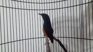 Download Lagu @murai batu gacor dor kowor kowor MP3