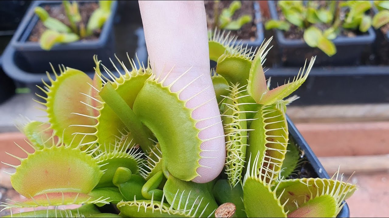Hungry Venus Flytrap starts eating my finger! YouTube