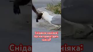 Чайка — це не птах, а літаюча катастрофа! 😱