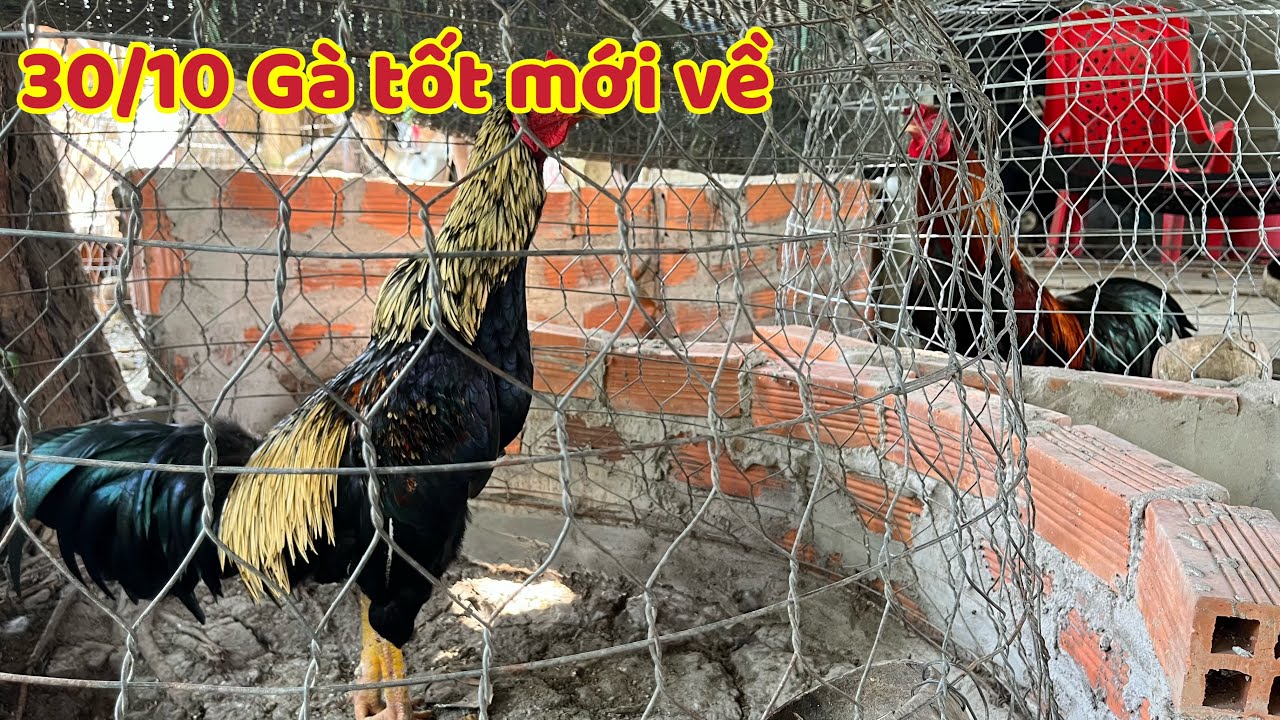 Gà Hàng Hiệu Về Nhiều Bà Con Tranh Thủ Lựa Chọn Kêu Liền 