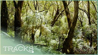 The Beauty of The Mckenzie River Rainforest | TRACKS