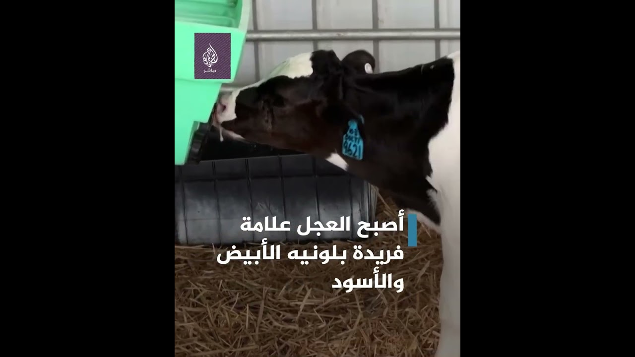 بوجه "مبتسم".. عجل يثير الإعجاب في أستراليا