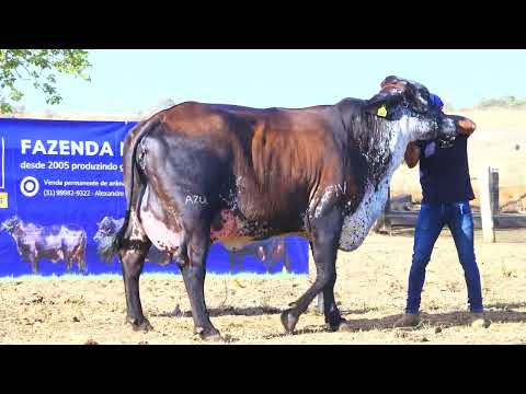 LOTE 06 0566 BR