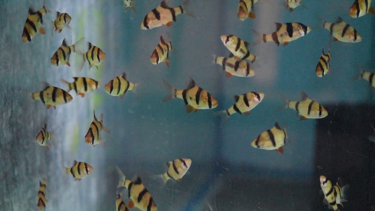 camera iphone 8 plus apk Tiger Barb