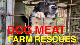 DOG MEAT FARM CLOSURE- pulling dogs out, Dangjin, South Korea/불법개농장 철폐/개농장 아이들 구조/마지막 살아남은 아홉마리 by The Shindogs 10,581 views 4 years ago 4 minutes, 45 seconds