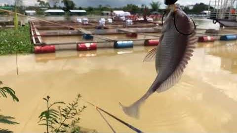 Câu đài - Câu lục loài cá đặc trưng sông Đồng Nai