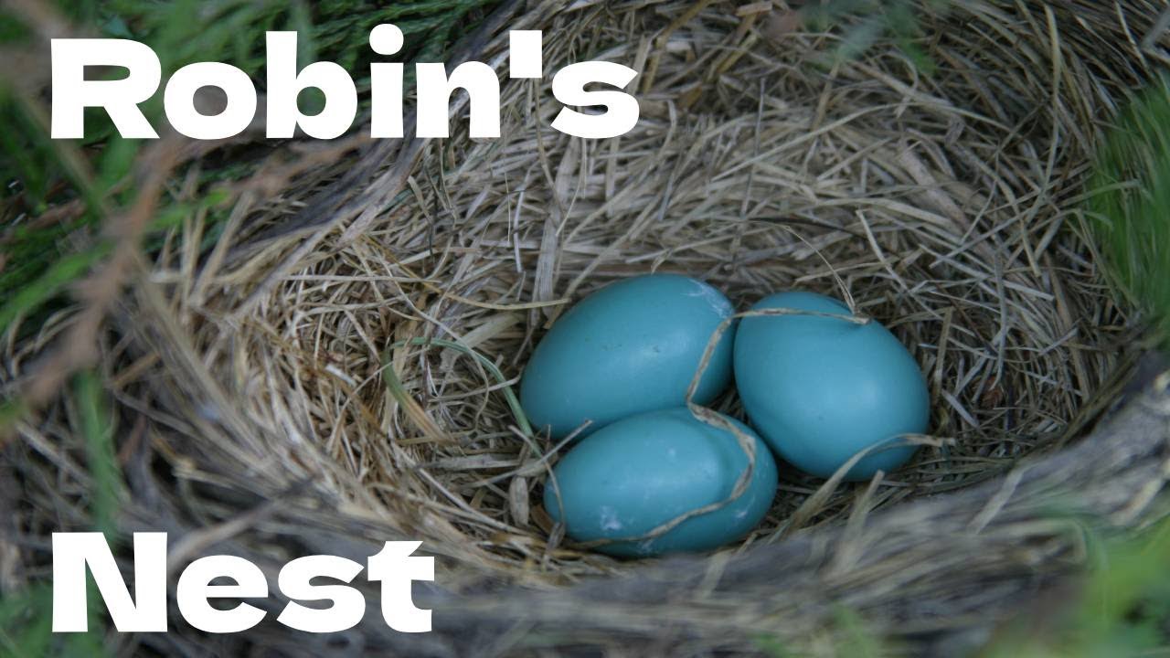 What do you do with a Fallen Robins Nest?