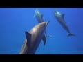 Dolphin Sounds For Sleeping Underwater Ambience Sleep Dolphin Sounds For Sleeping Underwater Ambience Sleep