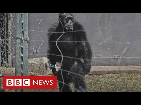 proíbe vídeos com pegadinhas perigosas e dolorosas - BBC