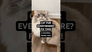 Cat Fur Everywhere? This Grooming Tool Fixes It