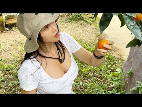 Harvesting fresh pomelos at the orchard to make desserts