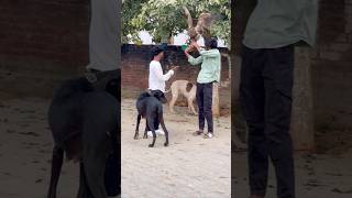 18 Ke Jawani Baate - New Bhojpuri Hot Song 2025 Superhit Dance Track