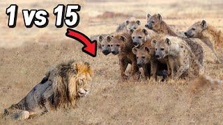 A lion and a hyena are fighting. survive the bloody battle for life 1 male lion and 15 hyenas?