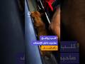 كلب يرافق صاحبه داخل الإسعاف بالبرازيل