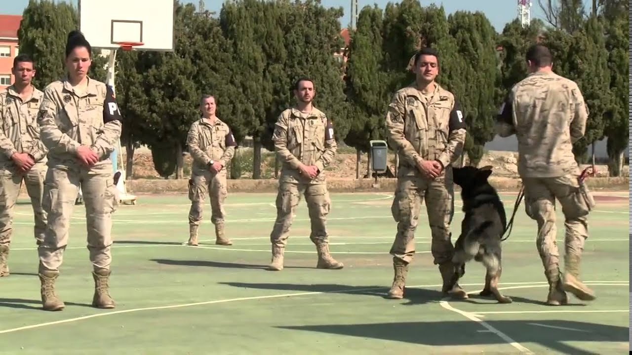 Sección cinológica del Ejército de Tierra en Betera