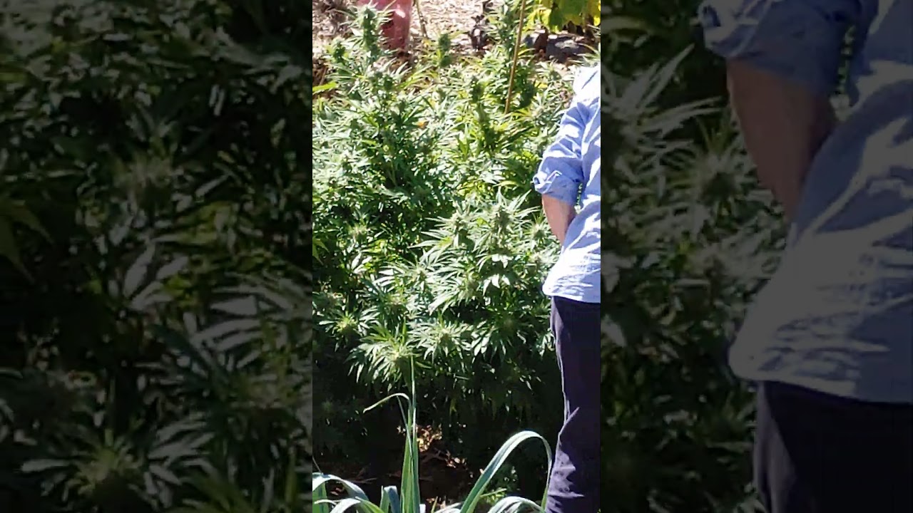 Grandma's harvesting the sticky buds ya"ll! 🥰🥰🥰