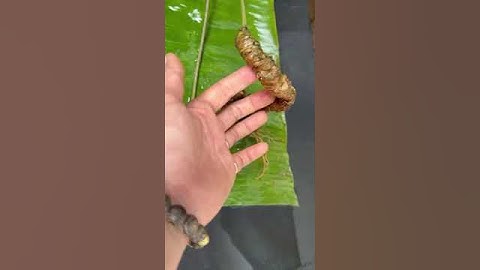 Cặp sâm rừng tự nhiên chất sâm rừng Việt Nam nhìn là đã mê. Nặng 140g Giá 13tr #sâm_ngọc_linh