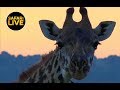 safariLIVE - Sunset Safari - March 17, 2019