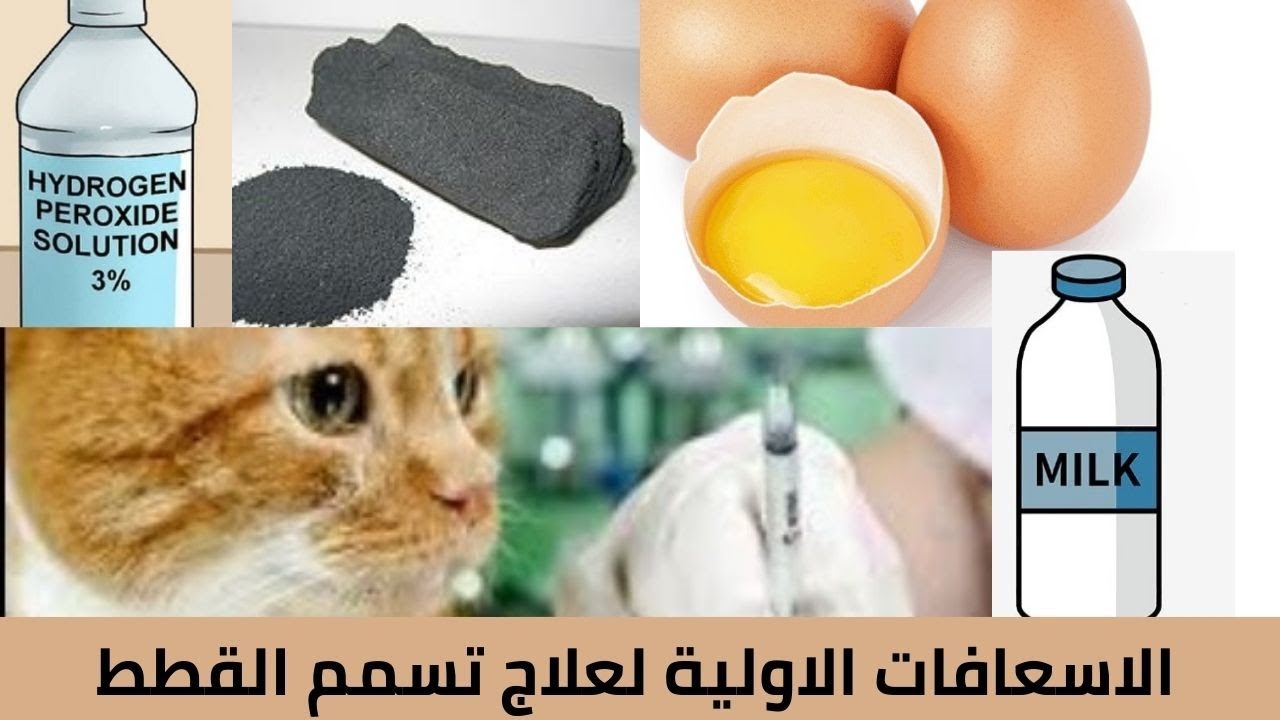 علاج تسمم القطط _أعراض تسمم القطط _ الإسعافات الأولية .